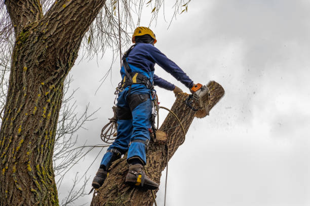 How Our Tree Care Process Works  in Westview, FL